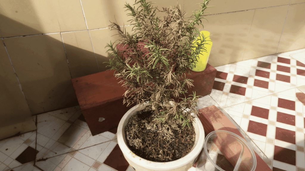 potted rosemary plant with dry brown stems and sparse green growth on a tiled outdoor surface