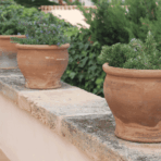 terracotta pots with healthy rosemary plants lined along a sunny outdoor garden wall