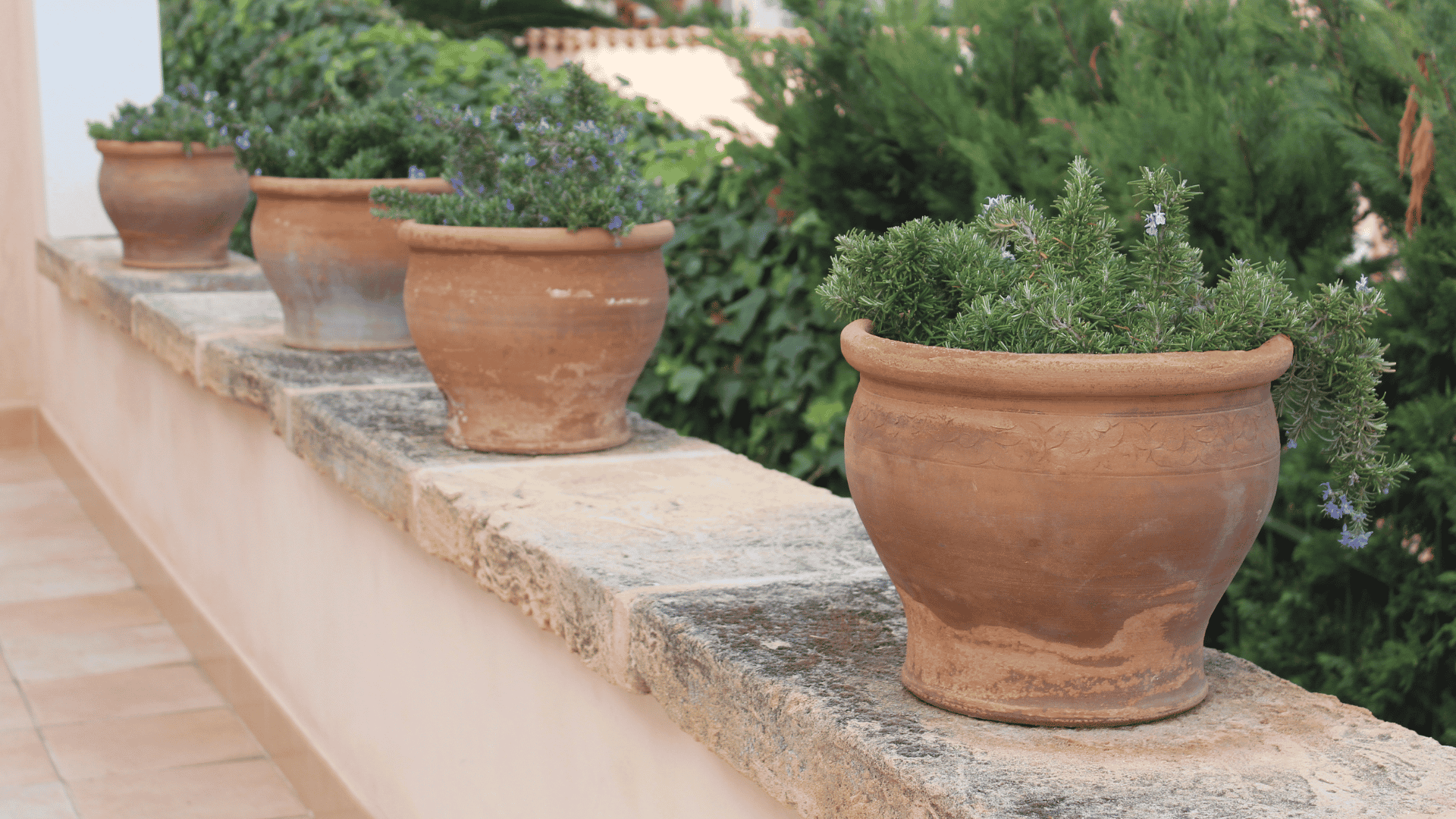 terracotta pots with healthy rosemary plants lined along a sunny outdoor garden wall
