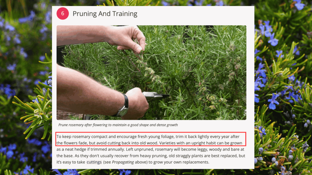 rhs rosemary pruning guide showing hands trimming the plant with advice to avoid cutting into old wood