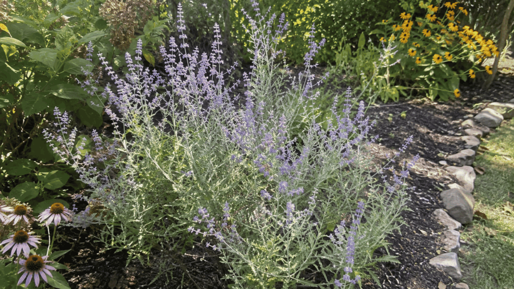 russian sage with lavender-blue flower spikes and silvery aromatic foliage