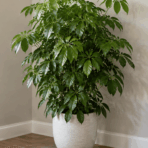 tall schefflera plant in a ceramic pot placed in a bright living room corner with natural decor
