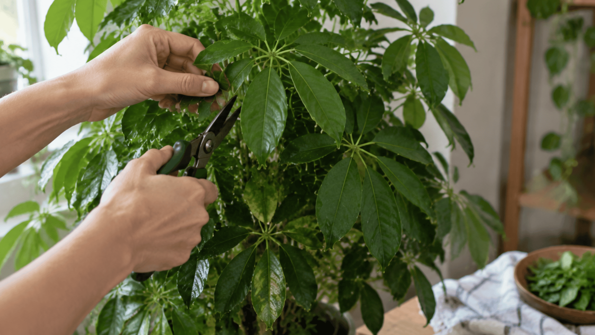 hands pruning a schefflera plant with scissors in a bright indoor space with green leaves and care tools
