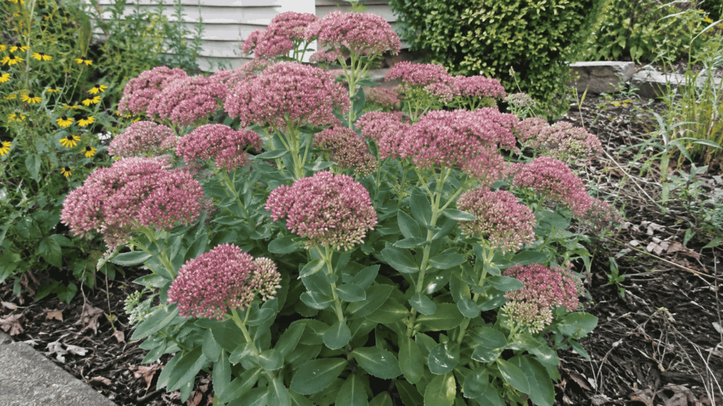 sedum 'Autumn Joy' stonecrop with pink flower clusters atop thick succulent foliage