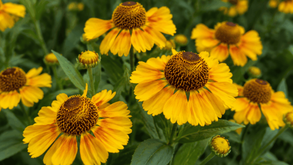 orange sneezeweed flowers with dark round centers blooming in a fall garden