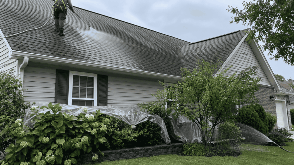 Worker soft washing algae-stained roof shingles while nearby plants are protected and rinsed