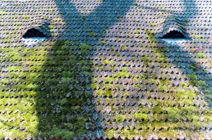 Moss-covered roof with two damaged spots under dappled sunlight