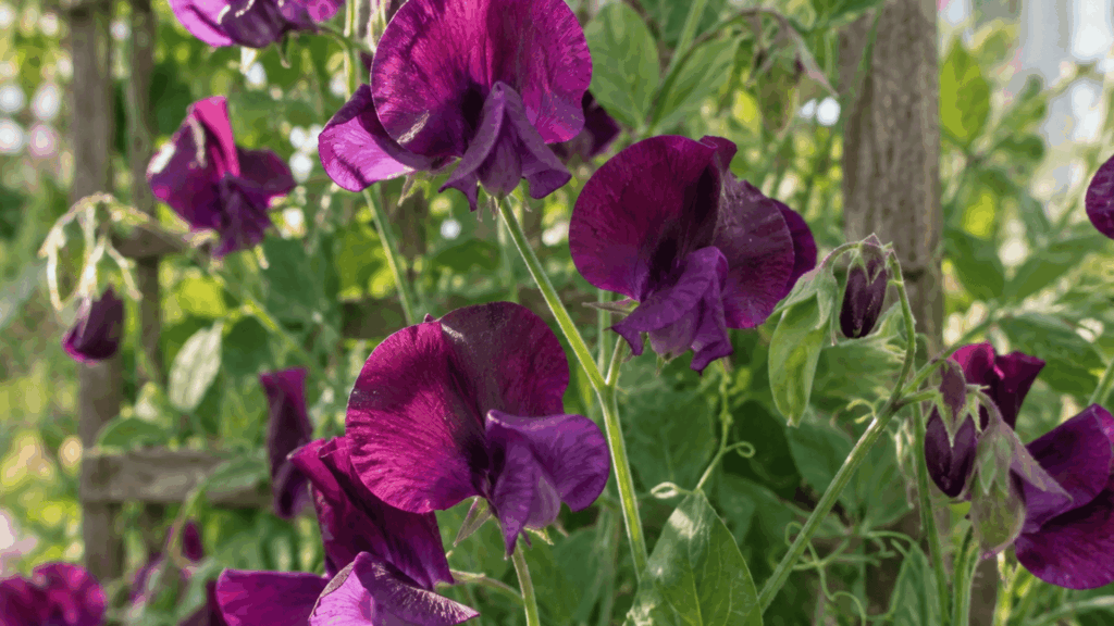deep purple sweet pea flowers climbing a garden trellis with green leaves in warm sunlight