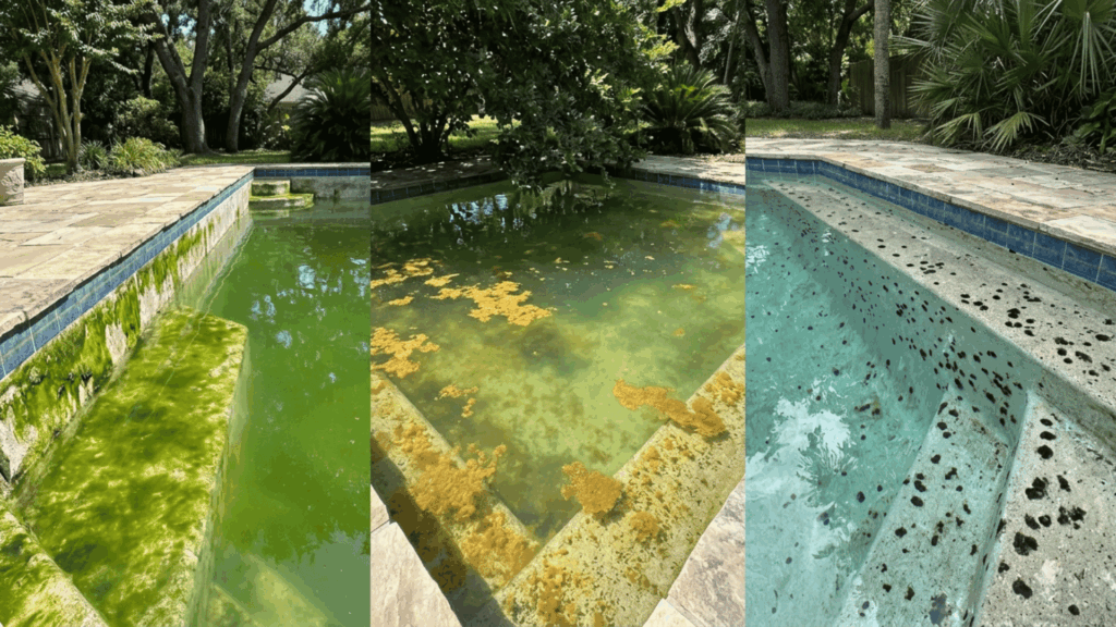 green mustard and black algae shown in a swimming pool to help identify different algae types