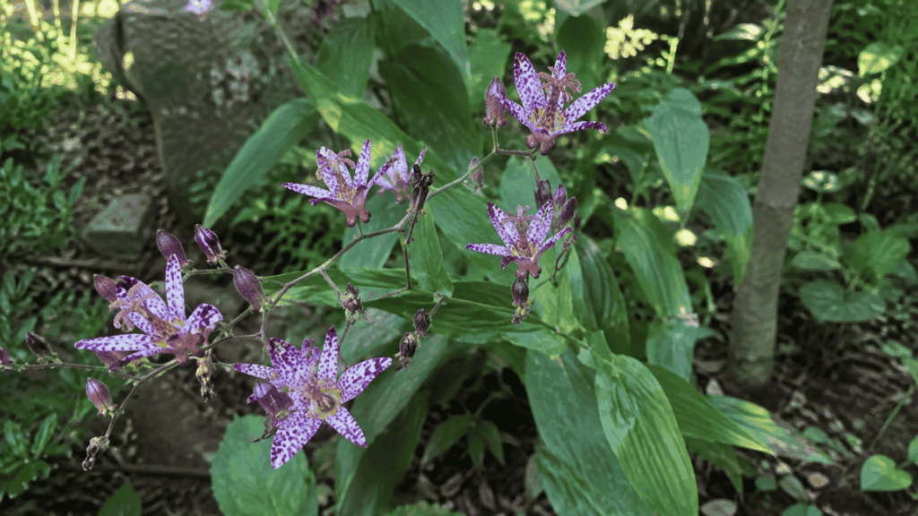 purple-spotted toad lily flowers blooming among broad green leaves in shade 