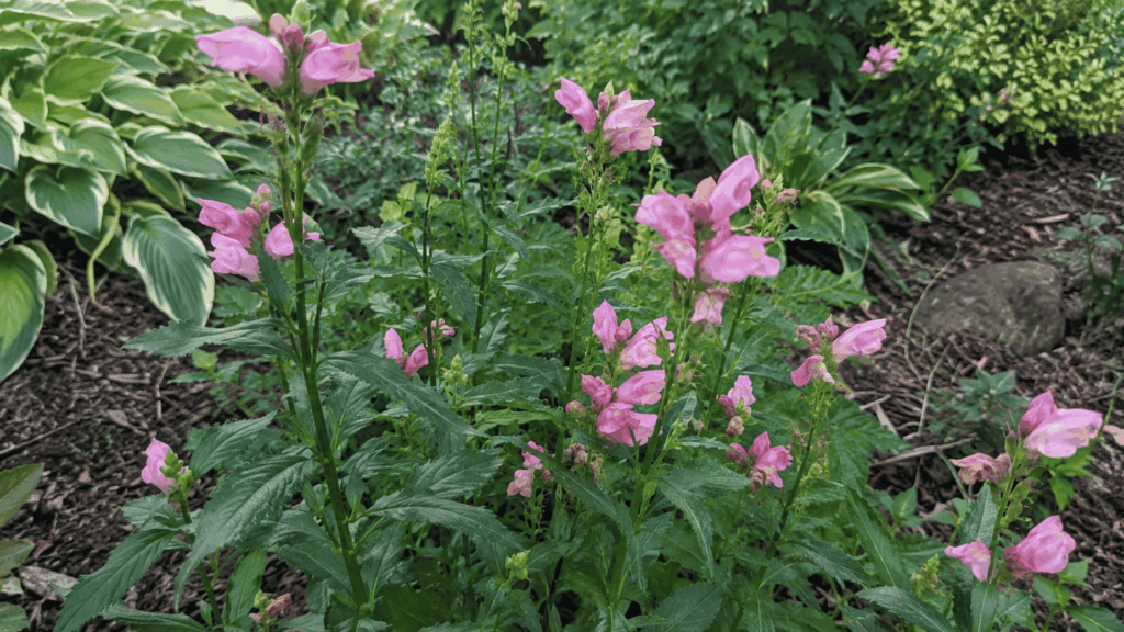 pink turtlehead flowers shaped like snapdragons on upright leafy stems