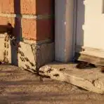 Ants and cockroaches near a brick wall and door in warm sunlight