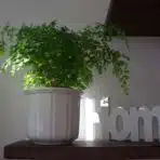 Potted green fern on wooden shelf beside decorative white "home" sign in natural light