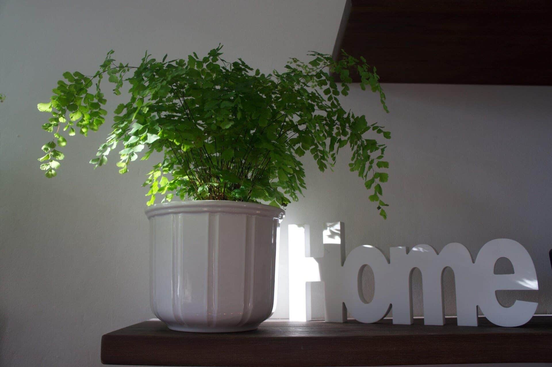 Potted green fern on wooden shelf beside decorative white "home" sign in natural light
