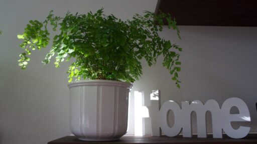Potted green fern on wooden shelf beside decorative white "home" sign in natural light